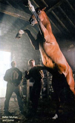 War Horse