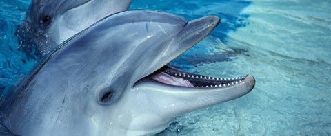Los Delfines Magnificas criaturas