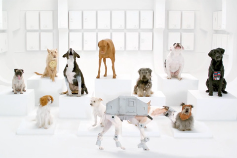 star wars dogs perros