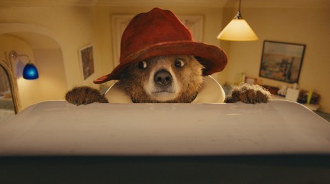 oso adorable paddington