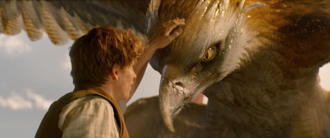 eddie redmayne animales fantasticos